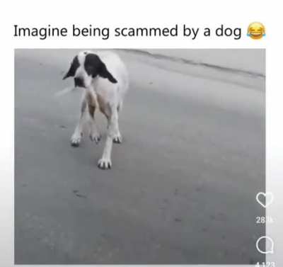 imagine being scammed by a dog