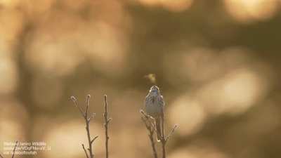 ? Bird song that you can see
