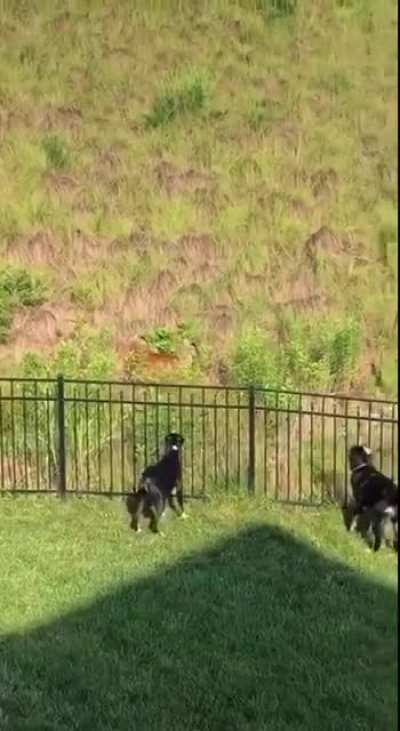 WCGW harrassing a wild animal that's "safely" beyond a fence?