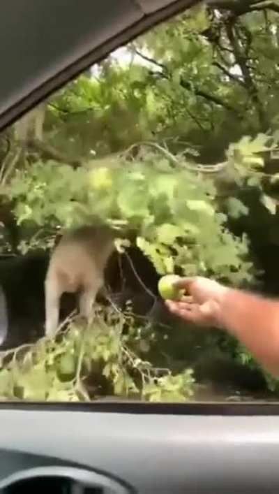Watch till the end
