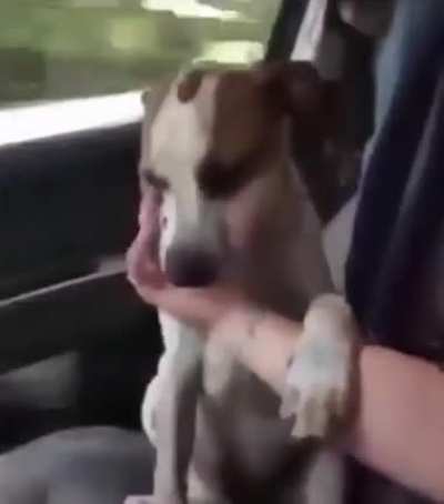 Dog's reaction after being adopted.