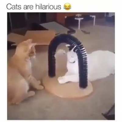 My favorite ?