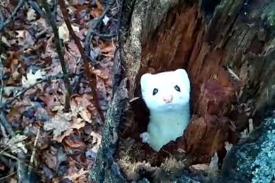 ? White Stoat hiding in a tree
