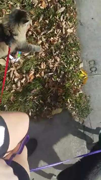 WALK NOW