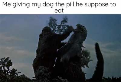 same with the cat