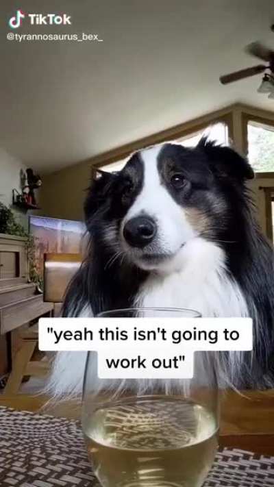 Who's a good boy?