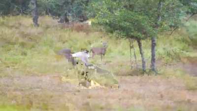 ? A Male Buck defend his does when a Ram starts harassing them until the Buck fights back ?