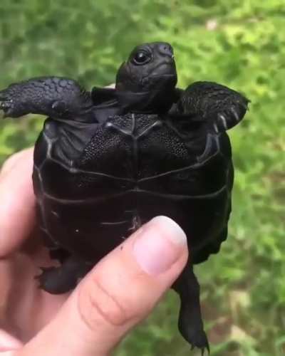 ? Galapagos Turtle Hatchling