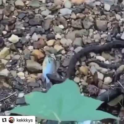 Natural selection.
