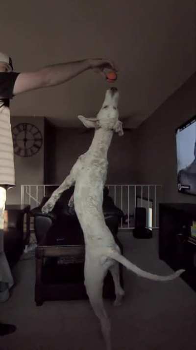 Check out my pet giraffe ?