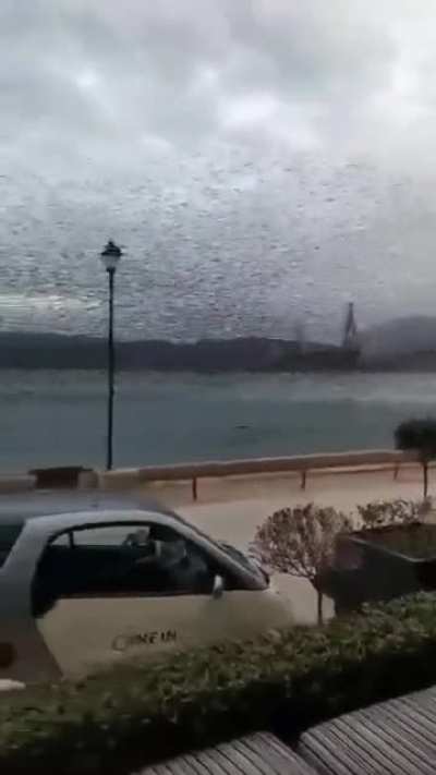 ? Starling murmurations.