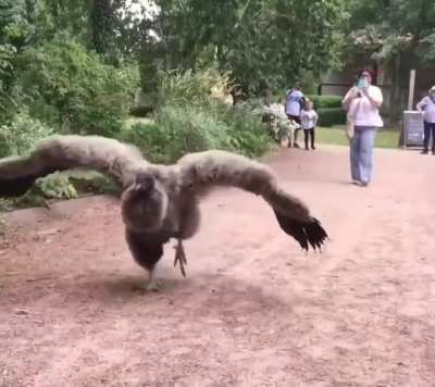 ? Young Condor