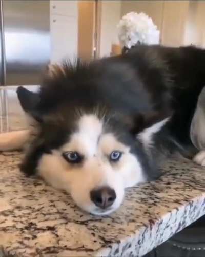 Come on mochi! Refuses to get down from counter..