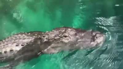 "I would suggest backing up..." Gator encounter on paddleboard