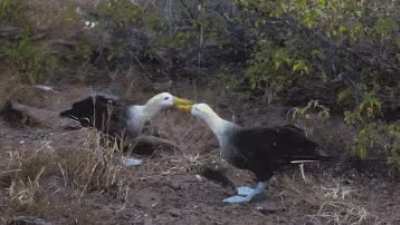 ? Waved albatrosses are the largest birds inhabiting the Galápagos Islands with a wingspan of up to two and a half meters. One of their most interesting behaviors is their courtship dance which includes bill circling, bill clacking, head nodding, a waddle