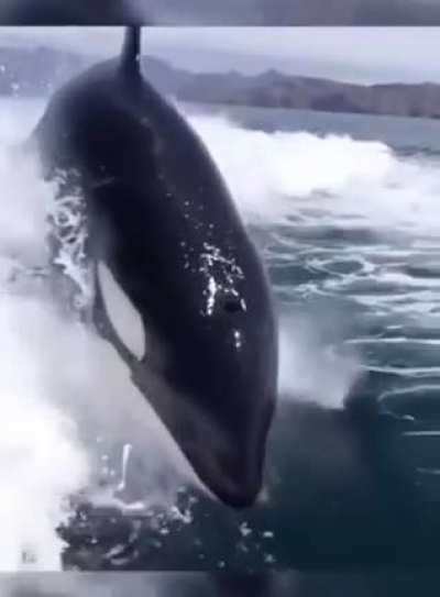 This majestic beauty
