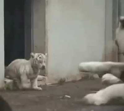 Startled *tiger*