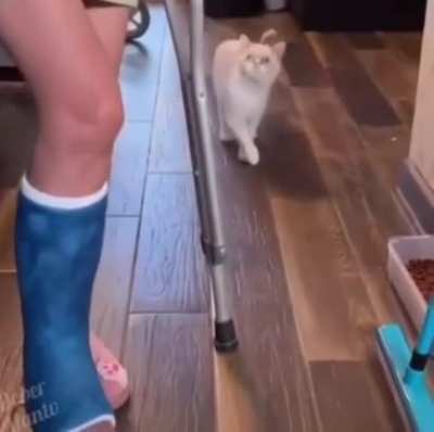 Cat mimicking the human.