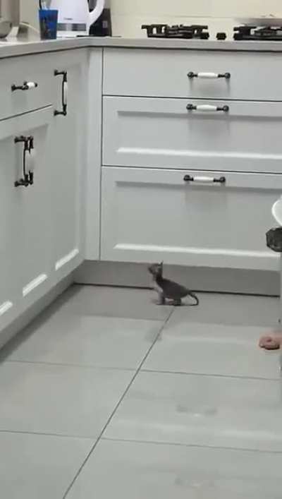 To jump onto the counter.