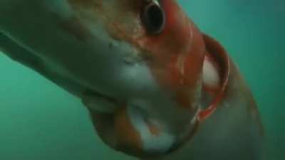 ? Giant Squid makes an appearance in Tokyo Bay