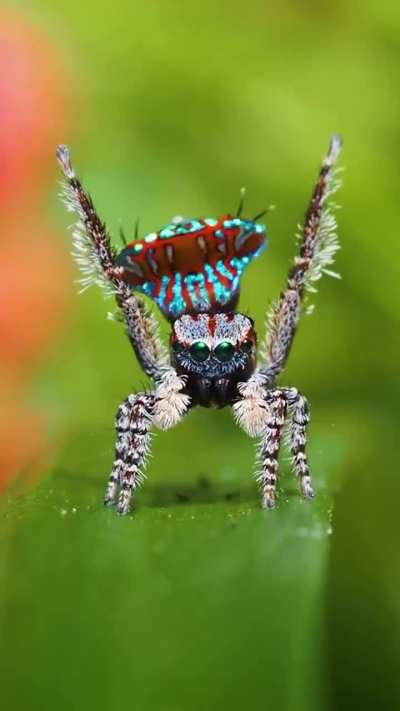 ? These Stunning Peacock Spiders doing their Courtship Dance