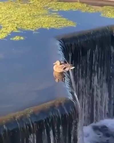 ? The edgiest duck there is.