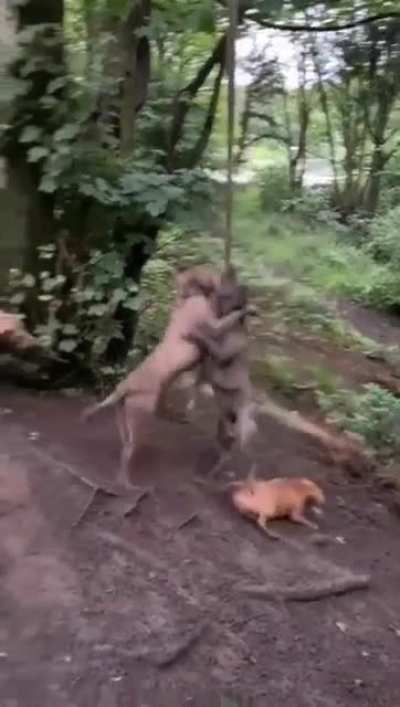 Dogs Hanging Garden