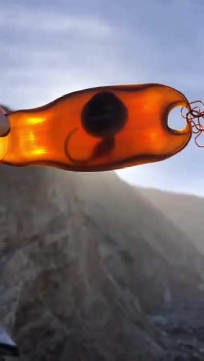 ? Shark egg washed ashore ?
