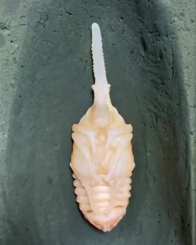 ? Hercules beetle life cycle.