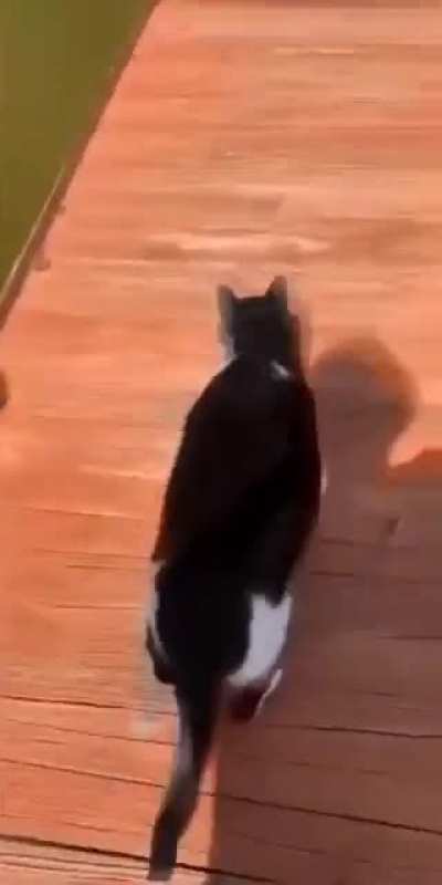 Poor cat
