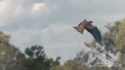? "Firehawks" are the only other animal known to use fire to hunt.