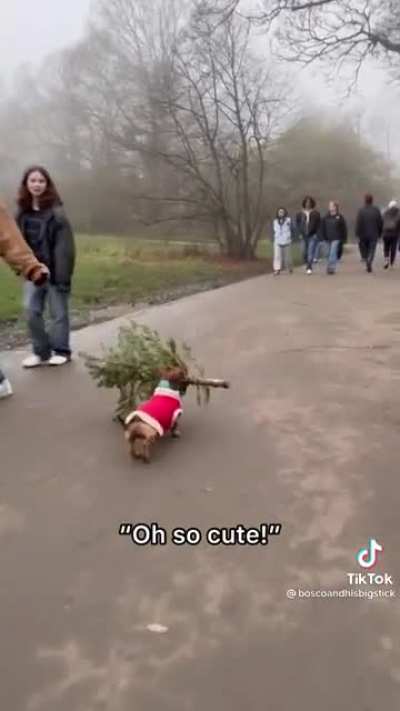 Bosco and his Christmas tree