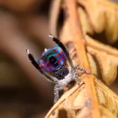 ?Peacock Spider?