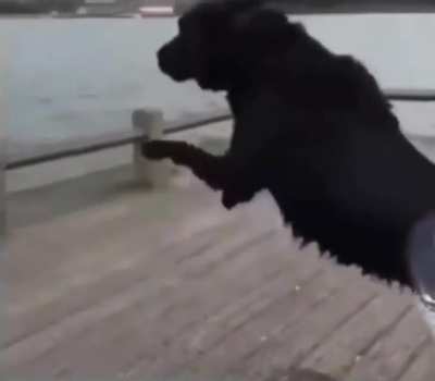 Doge leaped a bit too early but is totally fine
