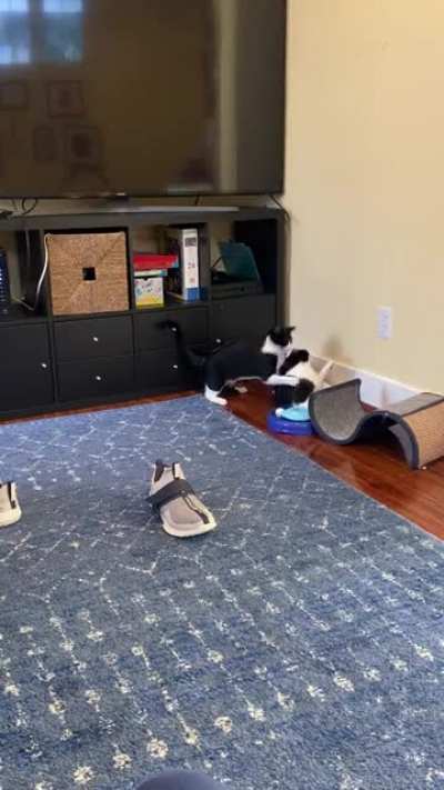 No catnip for you!