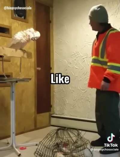 Bird got no chill.