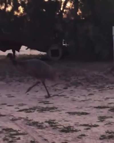 My friend is spending quarantine at her parents' farm, the resident emu is ridiculous