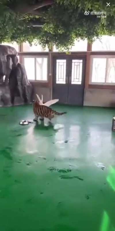 It never stood a chance!