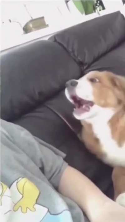 He literally said "Nooo!" ???