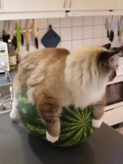 Just chilling on this watermelon