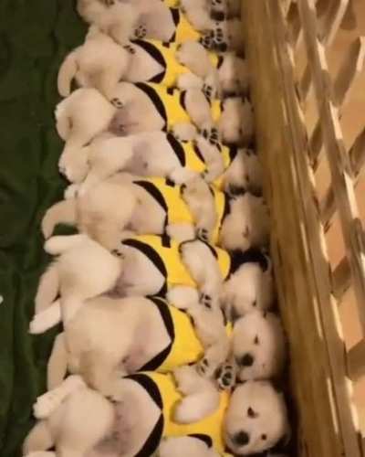 Puppers waking up in sync.