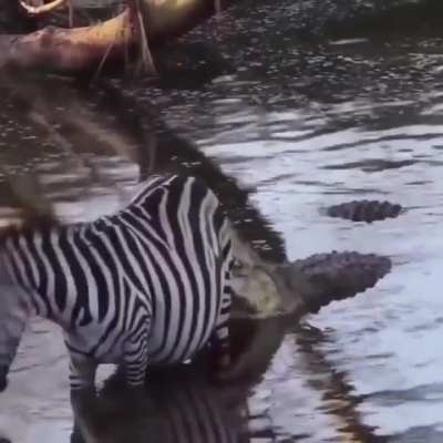 ? Pregnant zebra escapes from 2 crocodiles