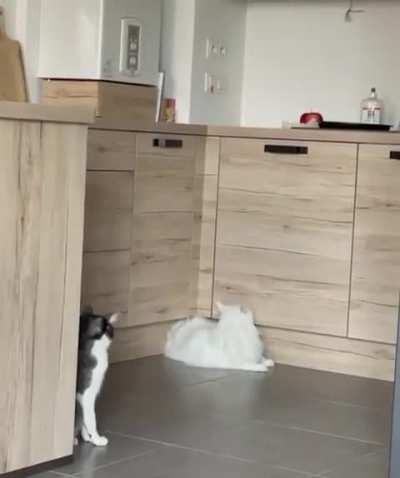 Cat's spawn