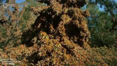 ? A swarm of Monarch Butterflies in the mountains of Mexico filmed by a robotic hummingbird