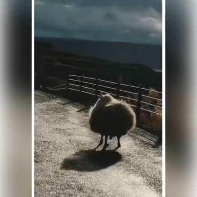 The fluffffffffffiest chunkers I ever seen ?