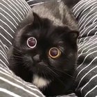 Those eyes