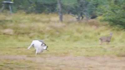 ?This ram brought a hammer to a knife fight and gets schooled by a wise old buck. ?