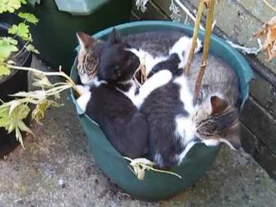 watering the crops