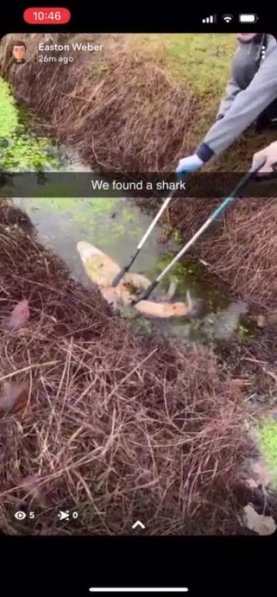 Found a shark during community cleanup