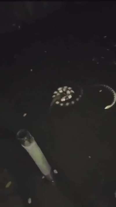 2 snakes fighting in the water.